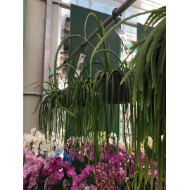 LEPISMIUM BOLIVIANUM RICADENTE V.17 2