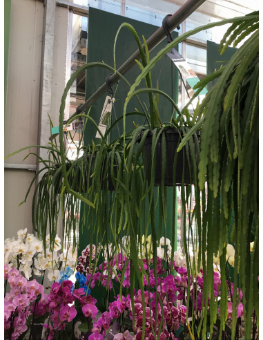 LEPISMIUM BOLIVIANUM RICADENTE V.17