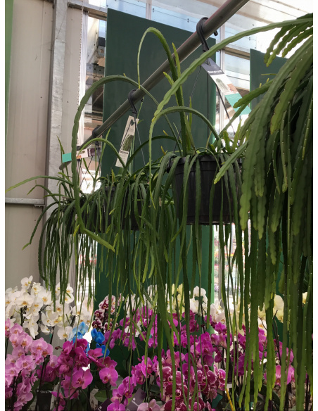 LEPISMIUM BOLIVIANUM RICADENTE V.17