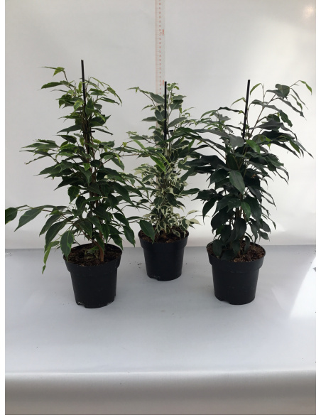 FICUS BENIAMINA V.14 MISTI