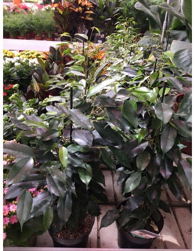 FICUS BENIAMINA V.14 MISTI