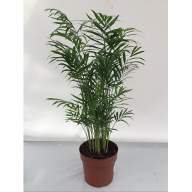 CHAMAEDOREA ARECA V.17