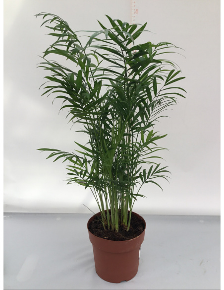 CHAMAEDOREA ARECA V.17