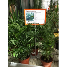CHAMAEDOREA ARECA V.17 2