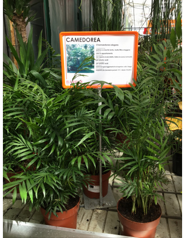 CHAMAEDOREA ARECA V.17