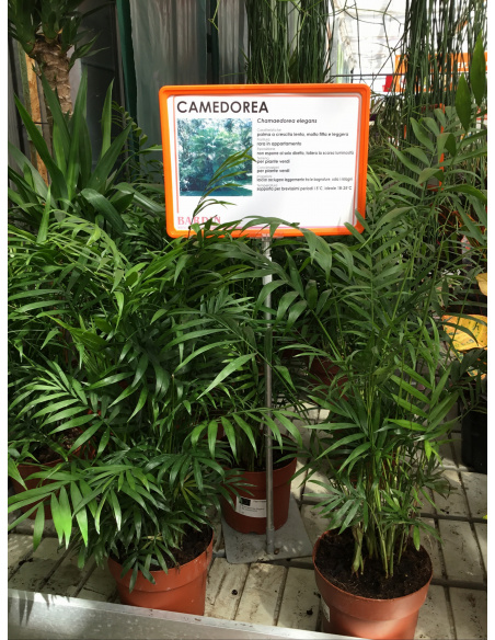 CHAMAEDOREA ARECA V.17