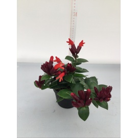 AESCHYNANTHUS V.11 2