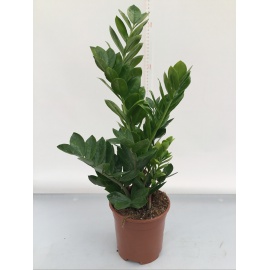 ZAMIOCULCAS ZAMIFOLIA V.17