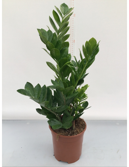ZAMIOCULCAS ZAMIFOLIA V.17