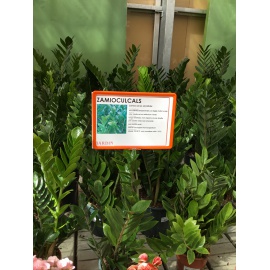 ZAMIOCULCAS ZAMIFOLIA V.17 2