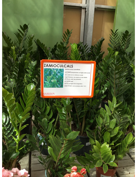 ZAMIOCULCAS ZAMIFOLIA V.17
