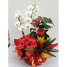 COMPOSIZIONE DI PIANTE FIORITE MISTE CONFEZIONATE 