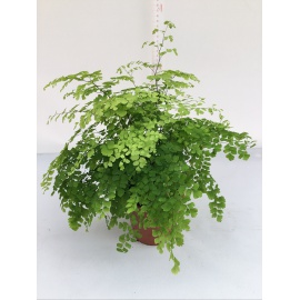 ADIANTUM FRAGRANS V.12