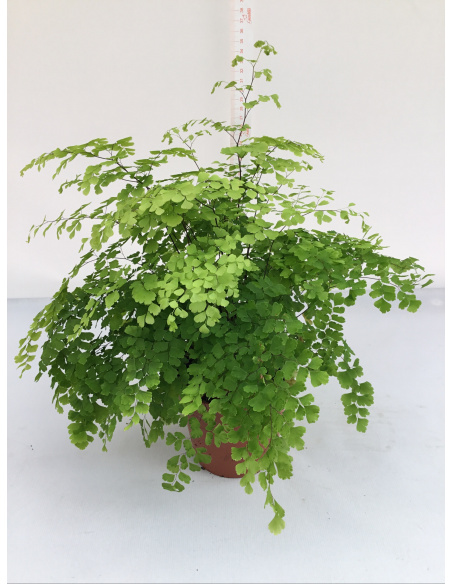 ADIANTUM FRAGRANS V.12