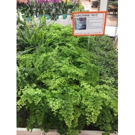 ADIANTUM FRAGRANS V.12 2