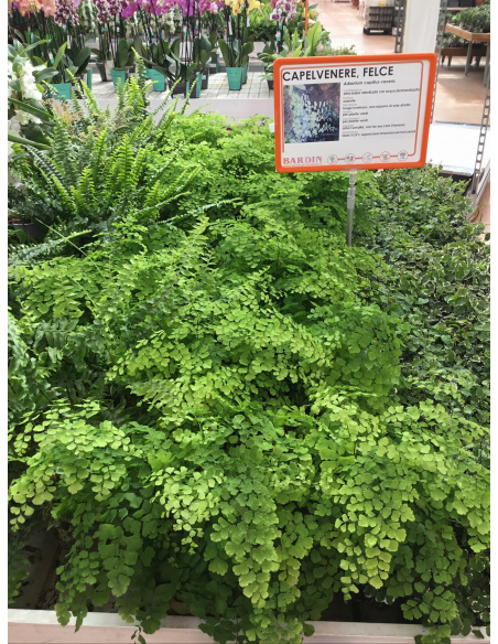 ADIANTUM FRAGRANS V.12