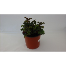 ROSA MEILLAND COMPACT SANGRIA FUCSIA