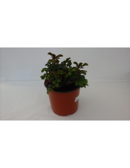 ROSA MEILLAND COMPACT SANGRIA FUCSIA ROSA MEILLAND COMPACT SANGRIA FUCSIA