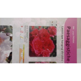 ROSA MEILLAND COMPACT SANGRIA FUCSIA 2