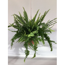 NEPHROLEPIS FELCE V.12