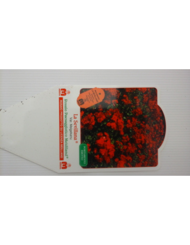 ROSA MEILLAND LA SEVILLANA ROSSO...