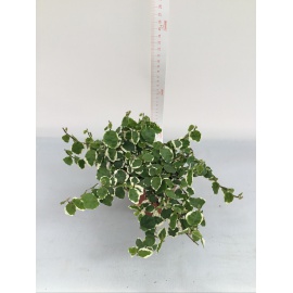 FICUS P. WHITE SUNNY V.10