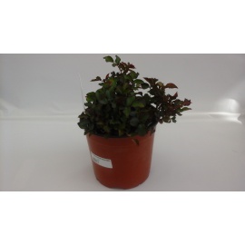 ROSA WHITE MEILLAND