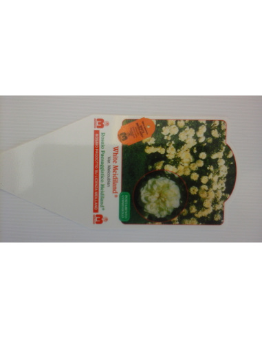 ROSA WHITE MEILLAND