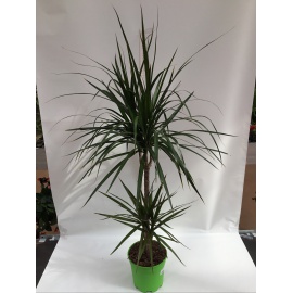 DRACENA MARGINATA V.17 H.95 CM