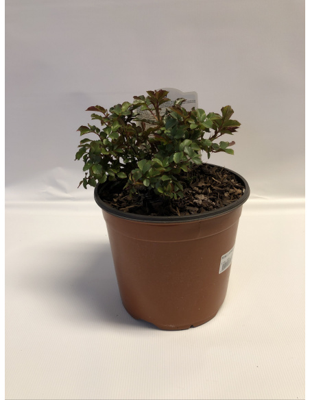 ROSA MEILLAND BOTTICELLI