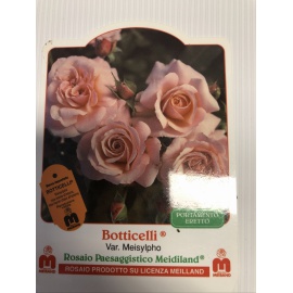 ROSA MEILLAND BOTTICELLI 2