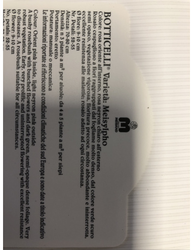 ROSA MEILLAND BOTTICELLI