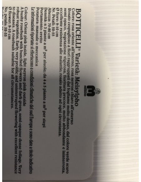 ROSA MEILLAND BOTTICELLI