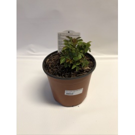 ROSA MEILLAND GOLDEN BONICA