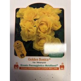 ROSA MEILLAND GOLDEN BONICA 2