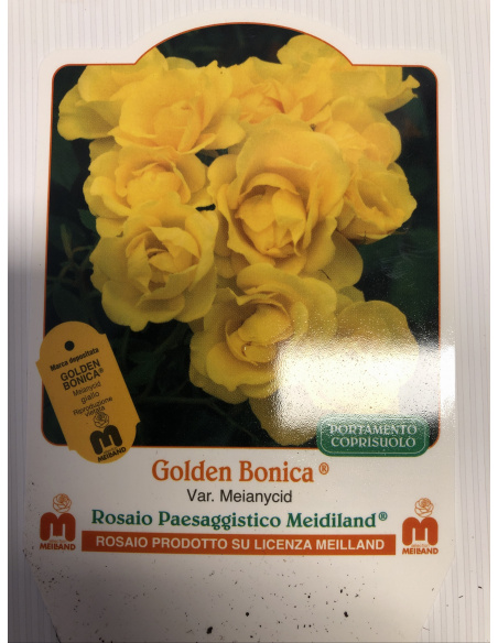 ROSA MEILLAND GOLDEN BONICA