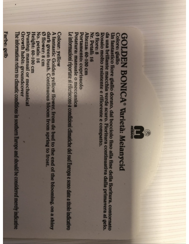 ROSA MEILLAND GOLDEN BONICA