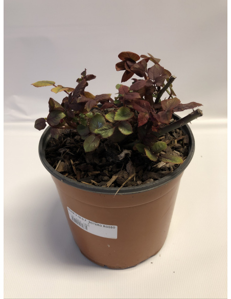 ROSA MEILLAND BOTERO ROSSO