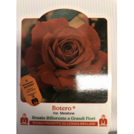 ROSA MEILLAND BOTERO ROSSO 2