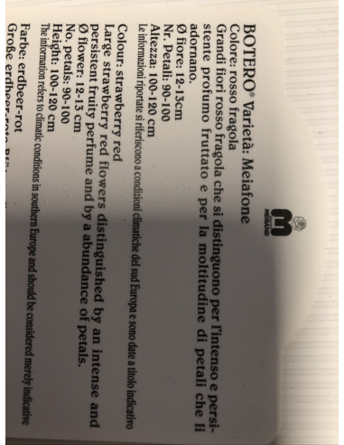 ROSA MEILLAND BOTERO ROSSO