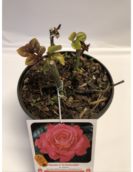 ROSA MEILLAND BARONE E. DE ROTHSCHILD