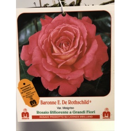 ROSA MEILLAND BARONE E. DE ROTHSCHILD 2