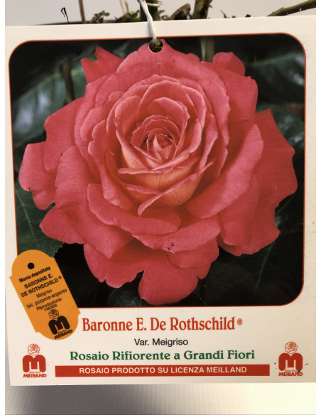 ROSA MEILLAND BARONE E. DE ROTHSCHILD