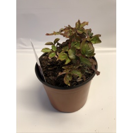 ROSA MEILLAND ANDRE LA NOTRE ROSA