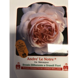 ROSA MEILLAND ANDRE LA NOTRE ROSA 2