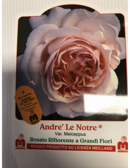 ROSA MEILLAND ANDRE LA NOTRE ROSA ROSA MEILLAND ANDRE LA NOTRE ROSA