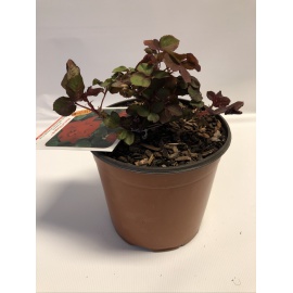 ROSA MEILLAND MARCEL PAGNOL ROSSO