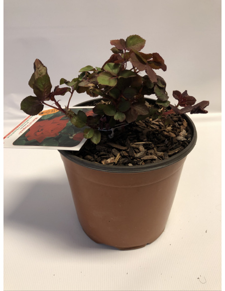 ROSA MEILLAND MARCEL PAGNOL ROSSO