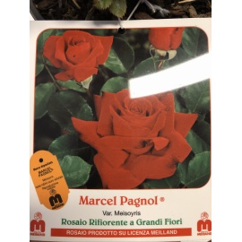 ROSA MEILLAND MARCEL PAGNOL ROSSO 2