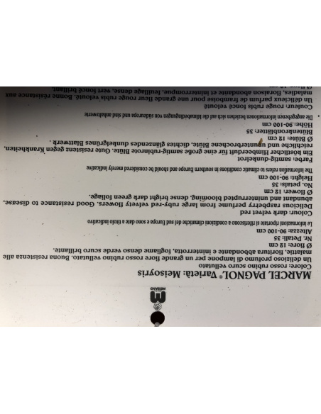 ROSA MEILLAND MARCEL PAGNOL ROSSO